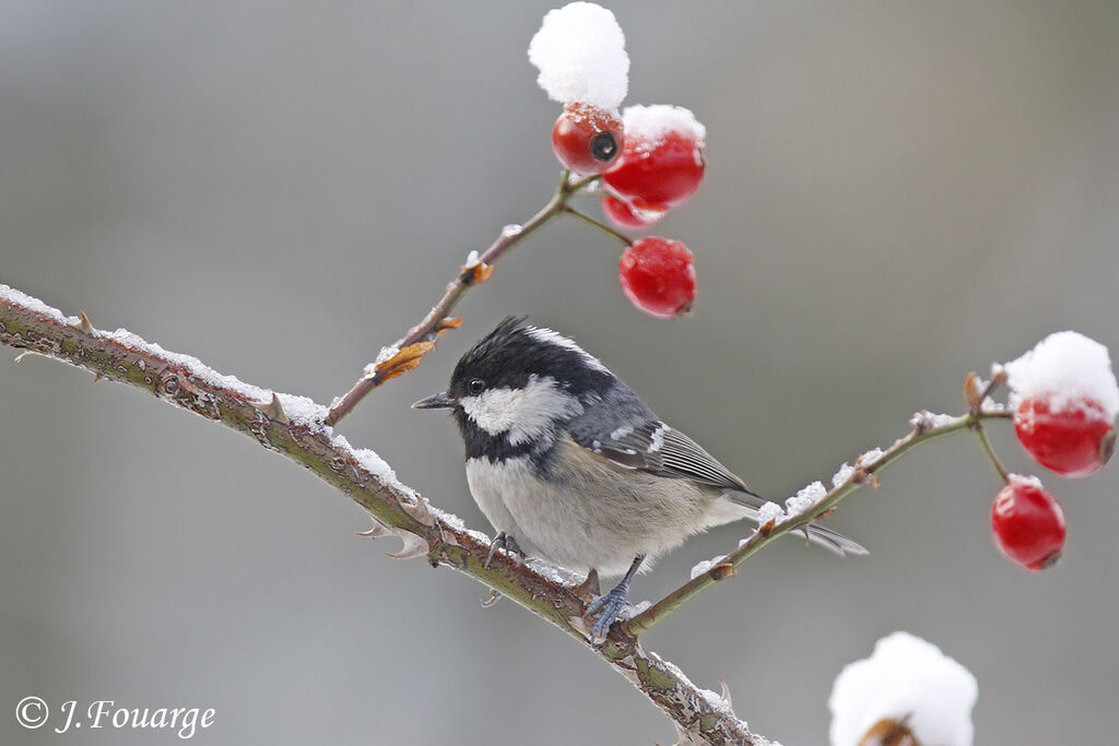 Coal Tit