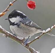 Coal Tit