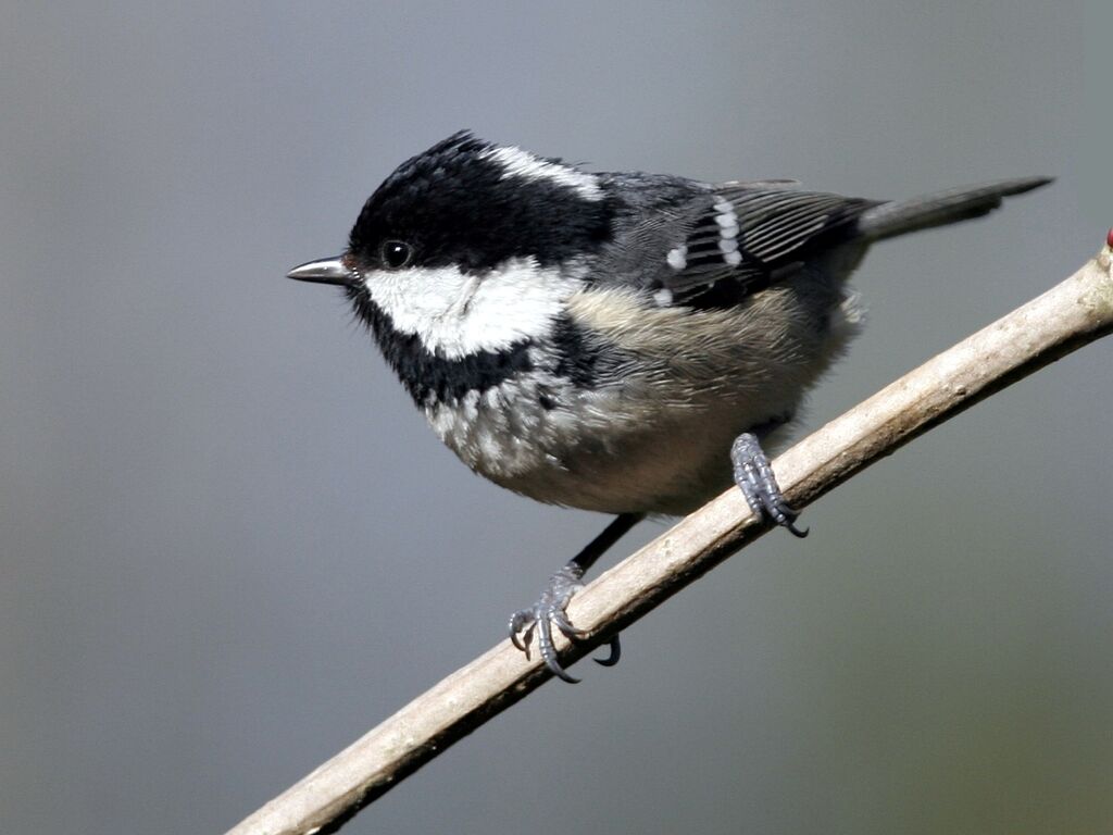 Mésange noire