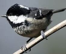 Coal Tit