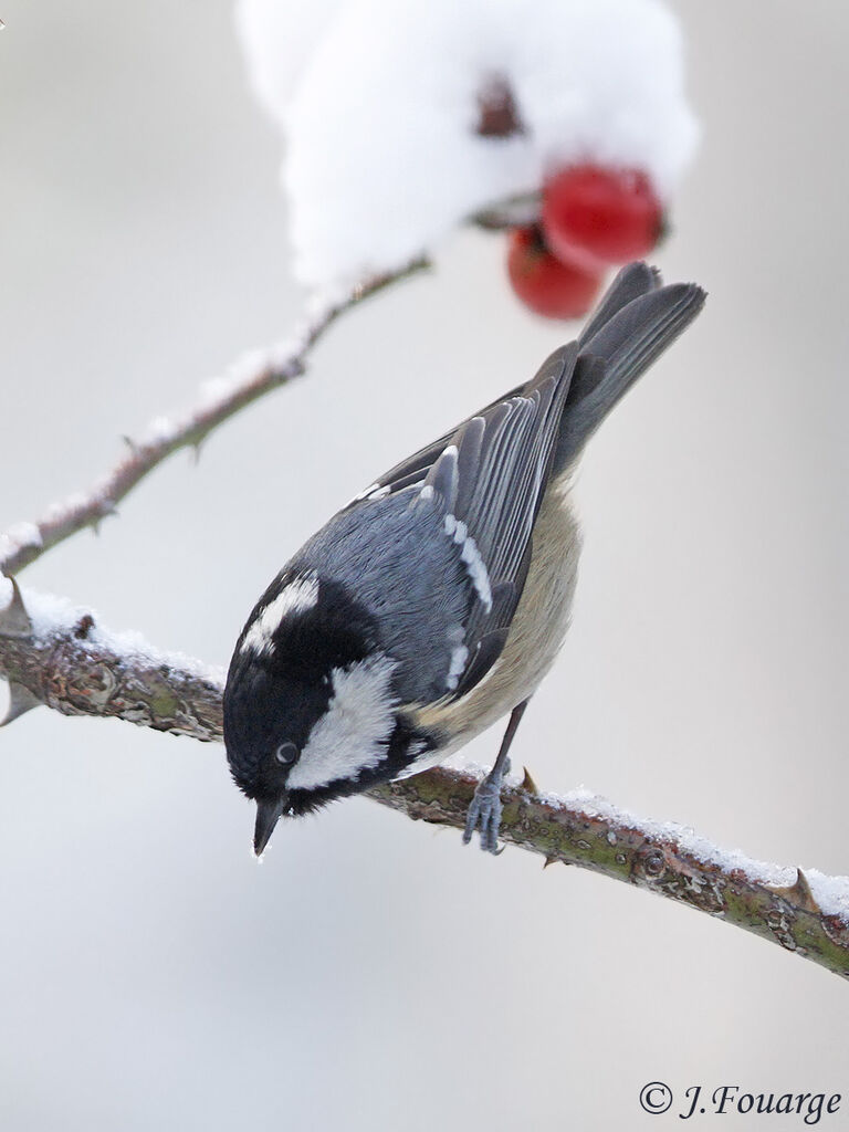 Mésange noire