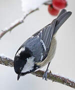 Coal Tit