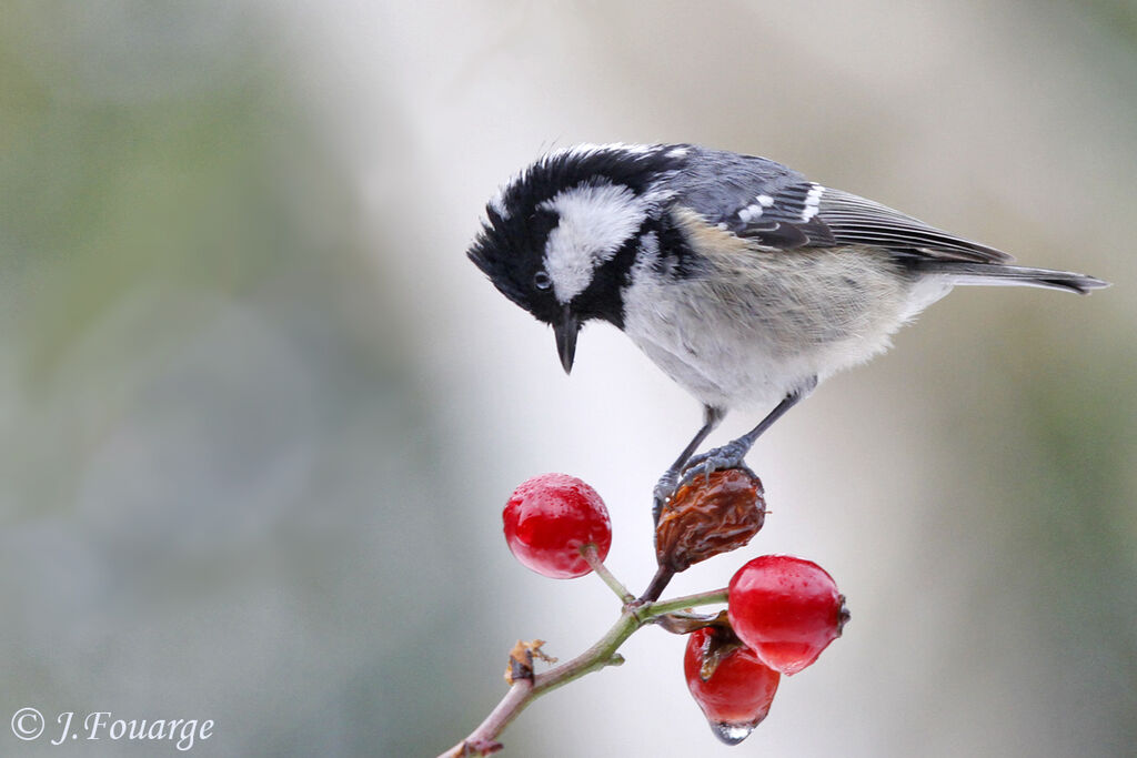 Coal Tit