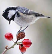 Coal Tit