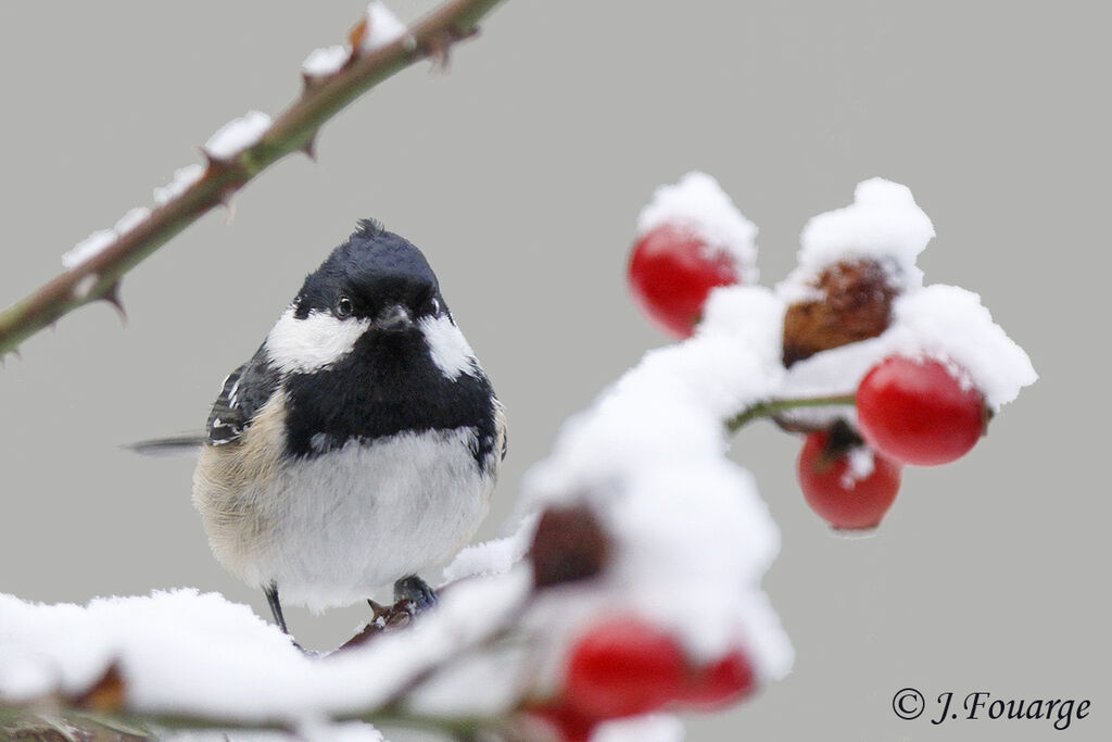 Coal Tit