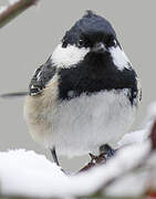 Coal Tit