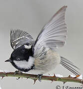 Coal Tit