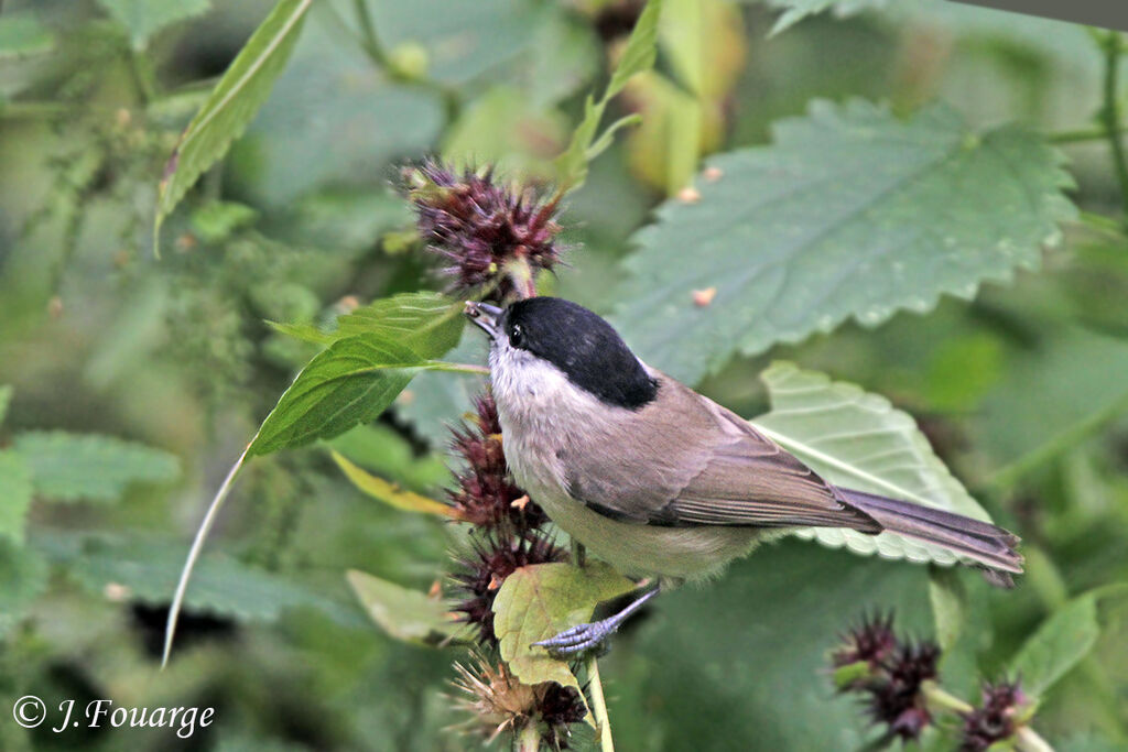 Mésange nonnette, identification, régime, Comportement