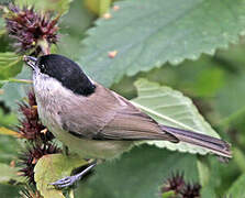 Marsh Tit