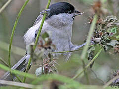 Marsh Tit