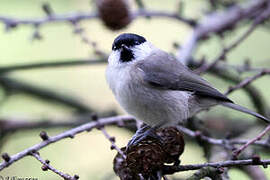 Marsh Tit