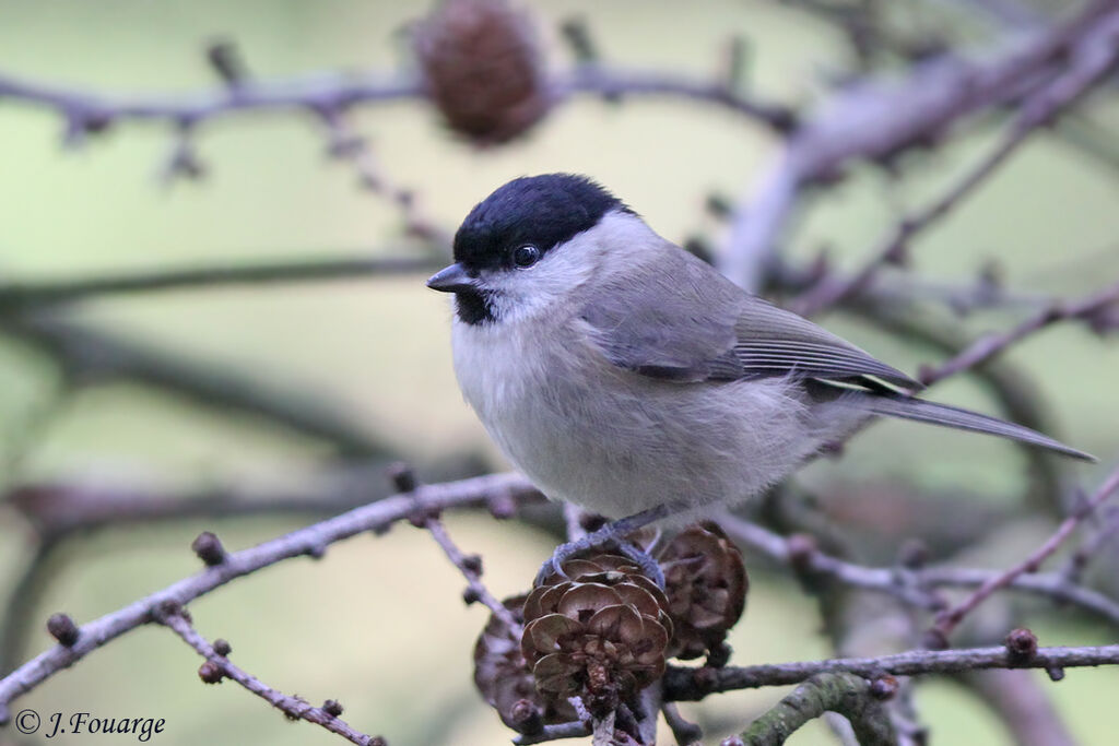 Marsh Titadult, identification