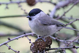 Marsh Tit