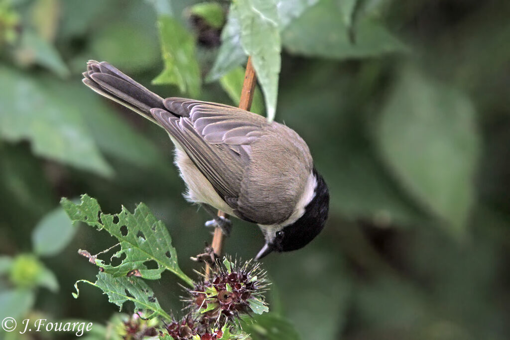 Marsh Tit, identification, feeding habits, Behaviour