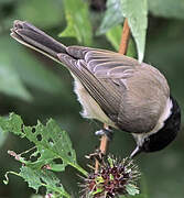 Marsh Tit