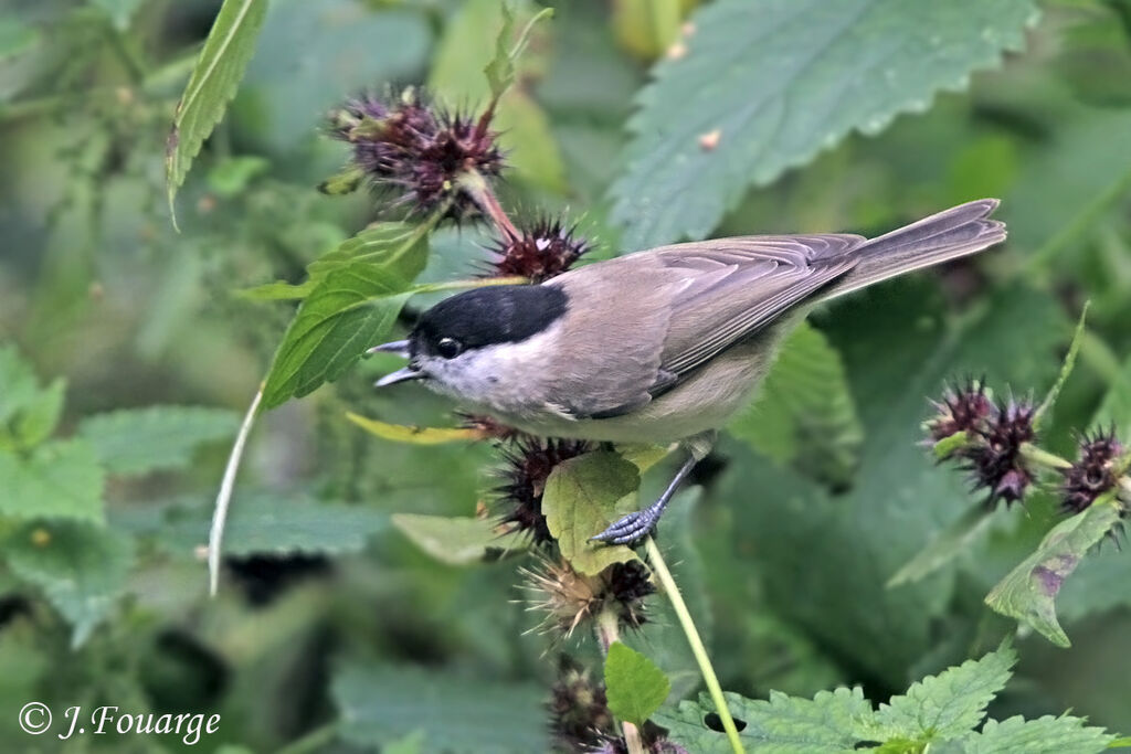 Marsh Tit