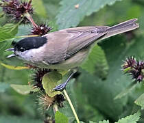 Marsh Tit