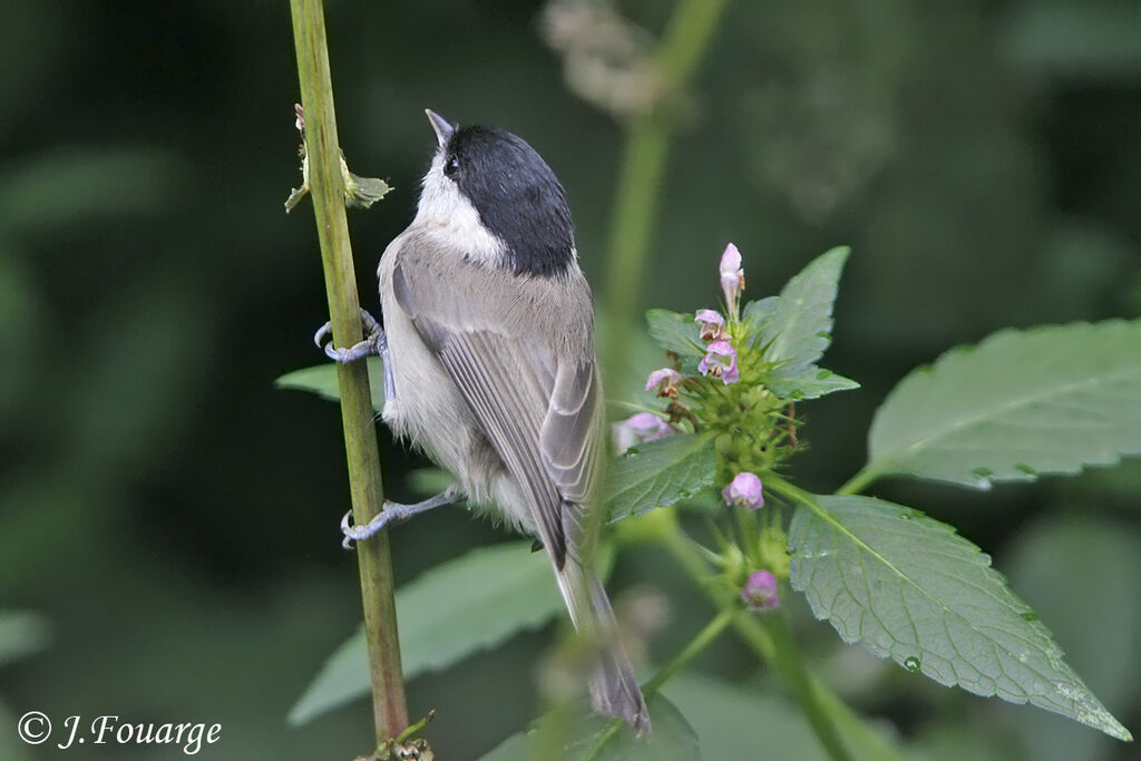 Mésange nonnette, identification, régime