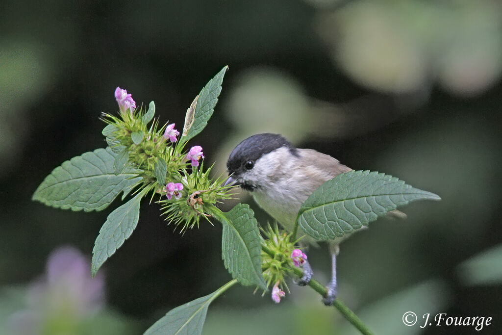 Mésange nonnette, identification, régime, Comportement