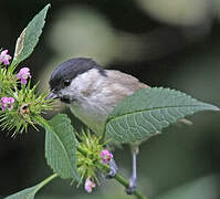 Mésange nonnette