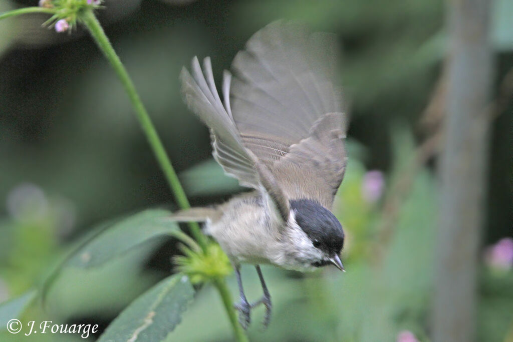 Mésange nonnette