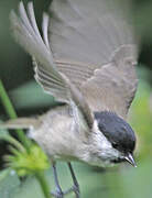 Marsh Tit