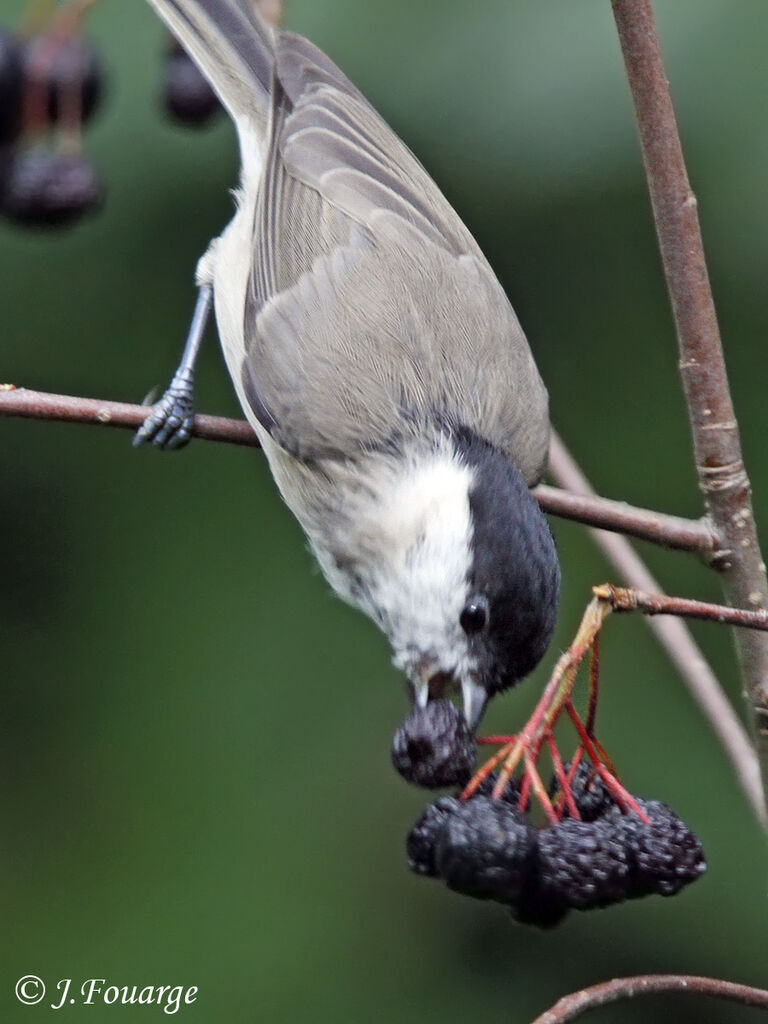 Mésange nonnette, identification, régime