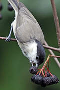 Marsh Tit