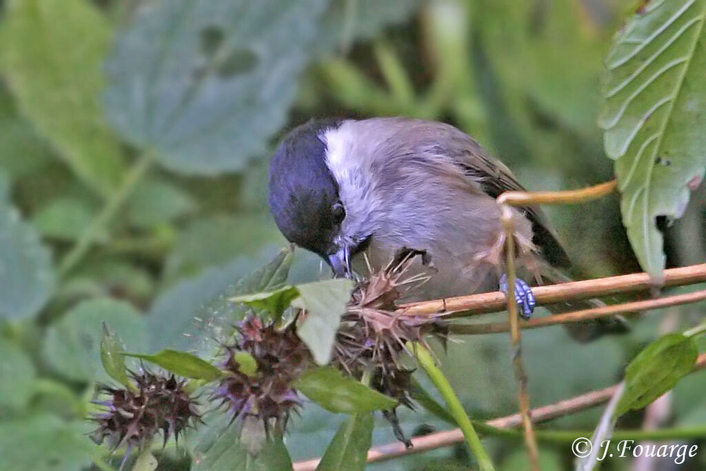 Mésange nonnette, régime, Comportement