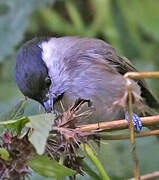 Mésange nonnette