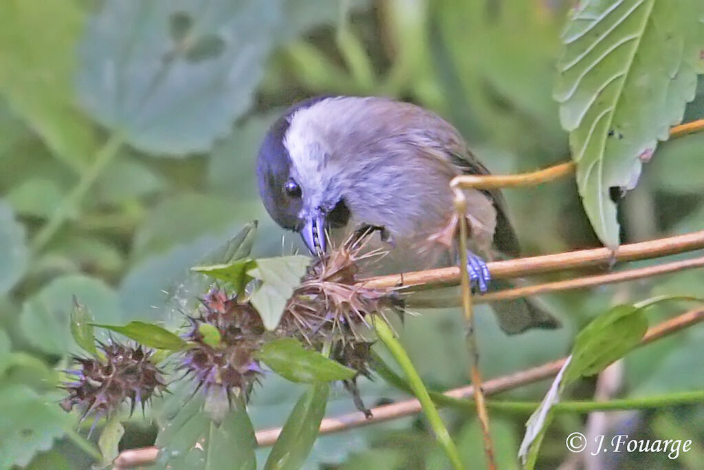 Mésange nonnette, régime, Comportement