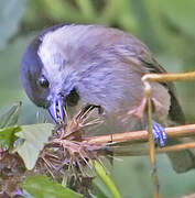 Mésange nonnette