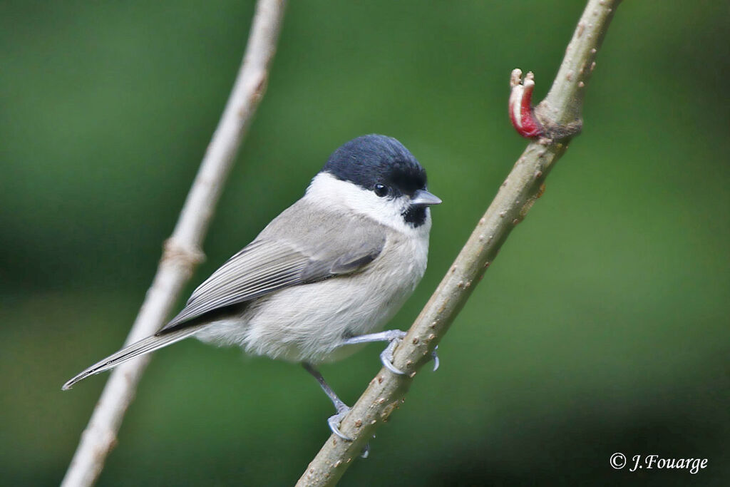 Mésange nonnette, identification