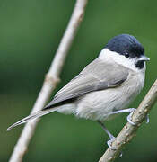 Marsh Tit