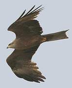 Black Kite