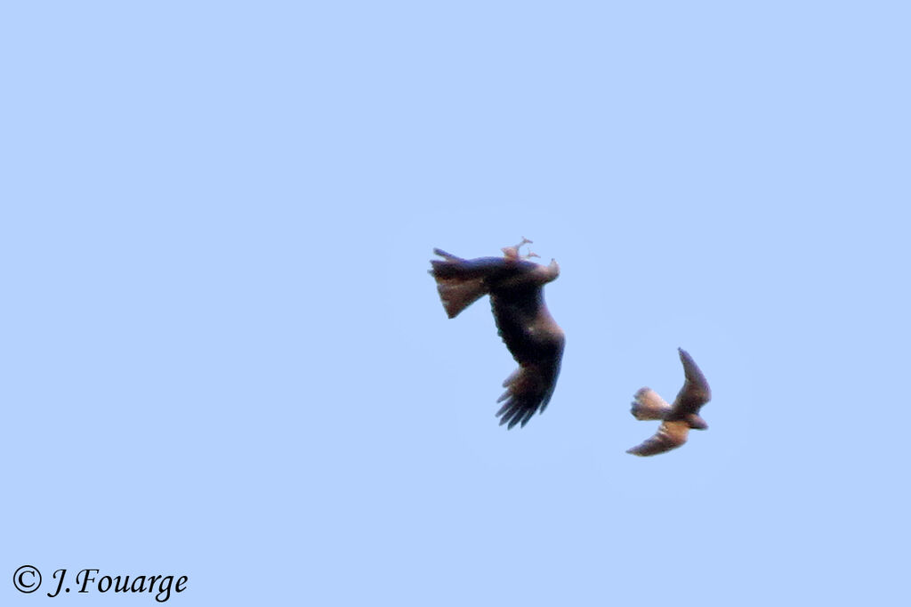 Black Kite, identification, Behaviour