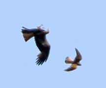 Black Kite