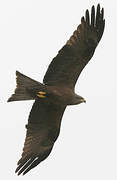 Black Kite