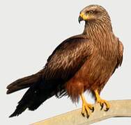 Black Kite