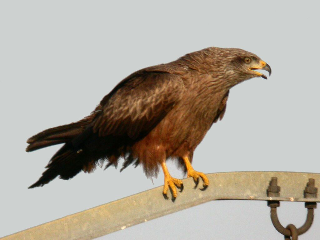 Black Kite