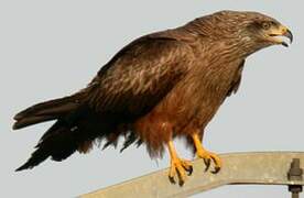 Black Kite