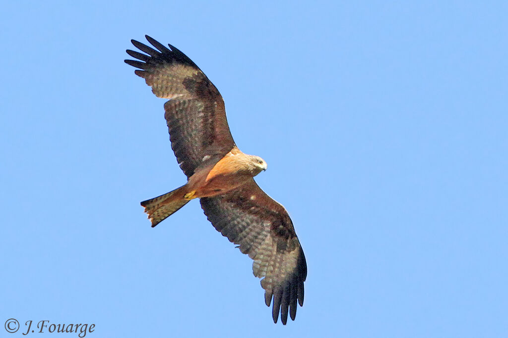 Black Kiteadult, Flight