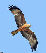 Black Kite