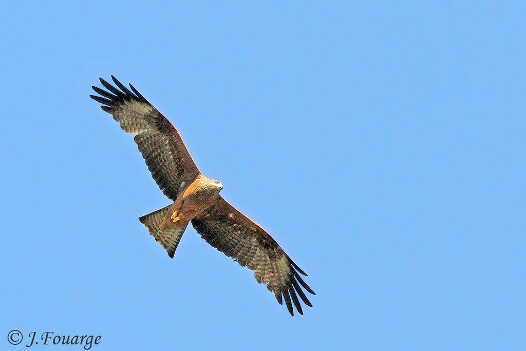 Black Kiteadult, Flight