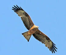 Black Kite