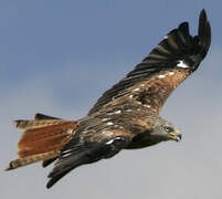 Red Kite