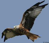 Red Kite