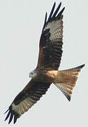 Red Kite