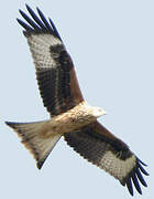 Red Kite