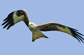 Red Kite